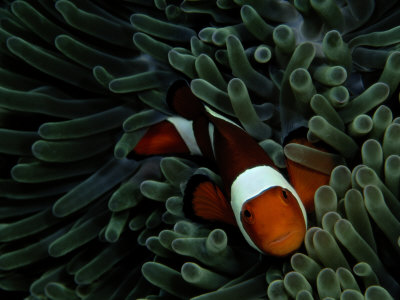 Buy A False Clown Anemonefish Floats Through Sea Anemone Tentacles at AllPosters.com