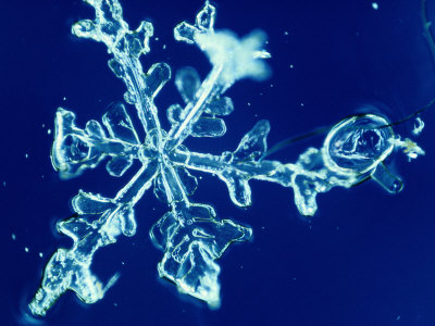 Buy Close-up of a Snowflake at AllPosters.com