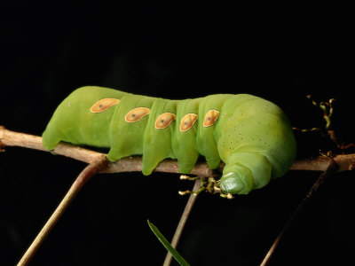 Sphinx Moth Caterpillar Eats its Way Across a Leaf
