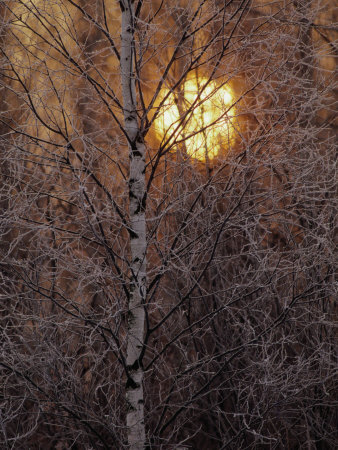 Buy Frost-Covered White Birch Trees with the Sun Rising Behind at AllPosters.com