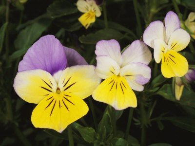 Close View of Pansy Blossoms