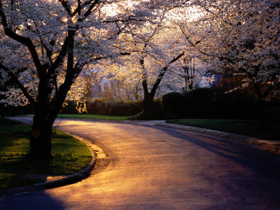 Sunset and Cherry Trees in Bloom