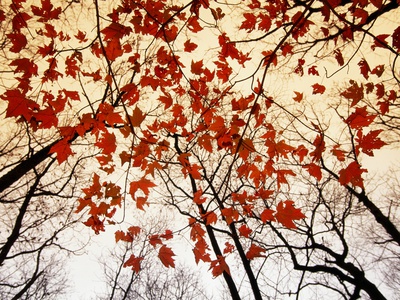 Buy Bare Branches and Red Maple Leaves Growing Alongside the Highway at AllPosters.com