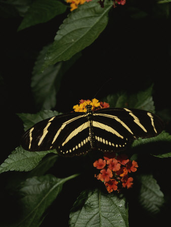 Buy Zebra Butterfly Feeding at AllPosters.com