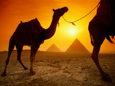 Dromedary Camels with the Pyramids of Giza in the Background