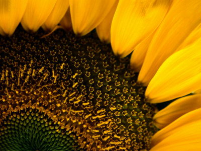 Buy Close-up of a Sunflower at AllPosters.com