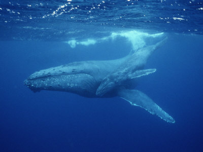 Buy A Mother Humpback Whale and Her Baby at AllPosters.com
