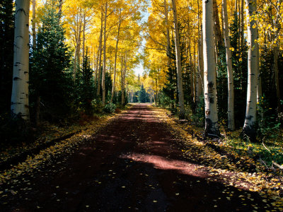 Buy Dirt Road Leading Through a Grove of Aspen Trees at AllPosters.com