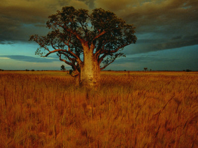 Buy A Boab Tree at AllPosters.com