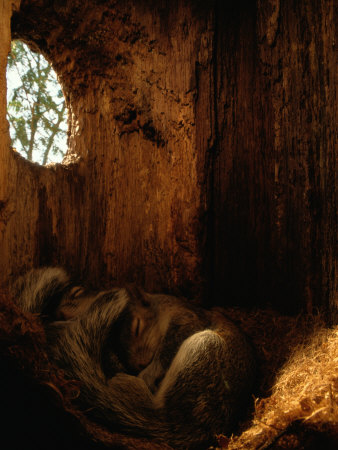 Buy Two Eastern Gray Squirrels Lie Snugly Asleep at AllPosters.com