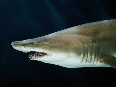 Captive Sand Tiger Shark