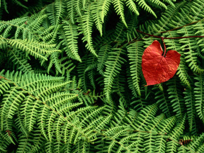 Buy Mountain Bindweed and Fern Fronds at AllPosters.com