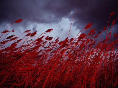 Buy Red Sea Oats Blow in the Wind at AllPosters.com