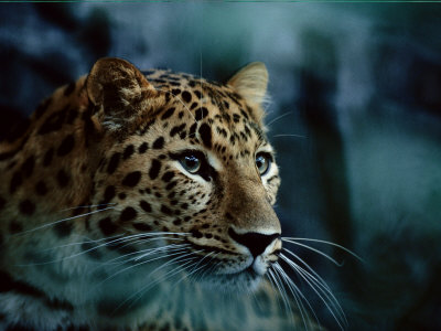Buy An Amur Leopard at the Minnesota Zoological Gardens at AllPosters.com