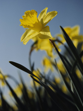 Buy Close-up of Blooming Daffodils at AllPosters.com