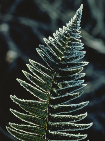 Buy Close View of Leaves Edged with Frost at AllPosters.com