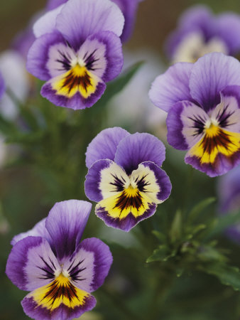 Close View of Pansy Blossoms