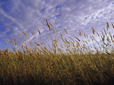 Buy A Grassland Scene in Victoria at AllPosters.com