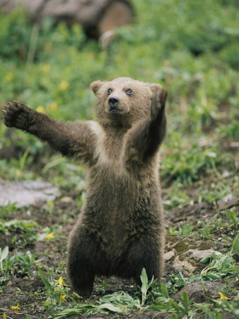 Buy A Grizzly Bear Cub Stands with Arms Outstretched at AllPosters.com