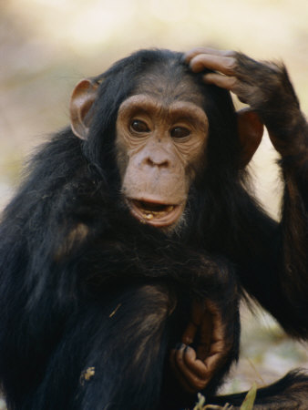 Buy One of the Many Chimpanzees Studied by Jane Goodall at Gombe Stream National Park at AllPosters.com