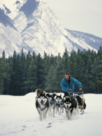Buy A Woman Driving a Dogsled in a Forest at AllPosters.com