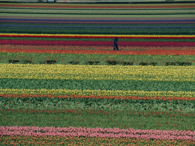 Buy A Man Helps Tend Six Million Tulips at Keukenhof in the Netherlands at AllPosters.com