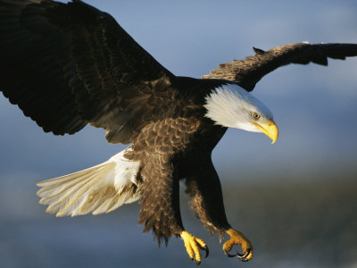 An American Bald Eagle Lunges Toward its Prey Below the Water