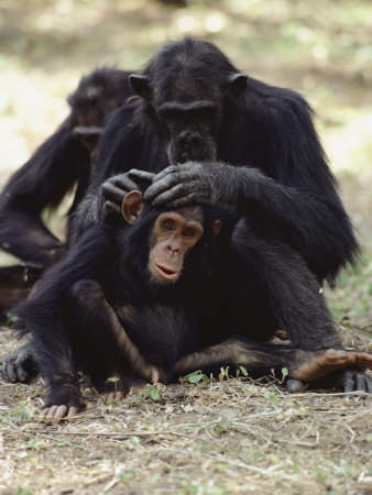 Buy Two Chimpanzees Groom Each Other in Gombe Stream National Park at AllPosters.com
