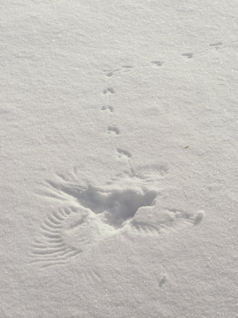Prints in the Snow Mark the Scene Where a Hawk Caught a Meadow Vole