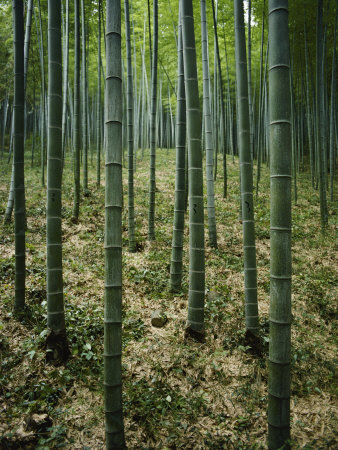 Slender Green Trunks in a Bamboo Forest