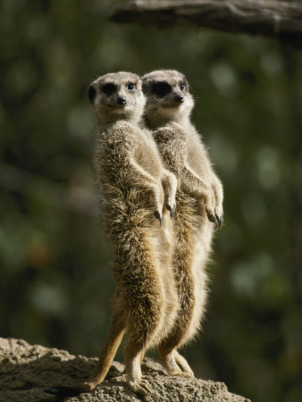 Buy A Pair of Meerkats Keep a Double Watch on Things at AllPosters.com