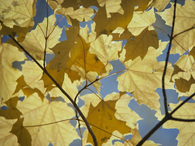 Buy Sugar Maple Leaves at AllPosters.com