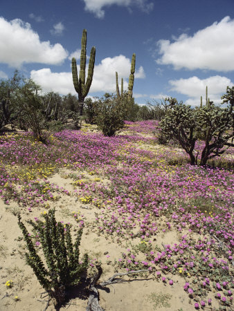 Buy A Desert View with Red Clover Surrounding Various Cacti at AllPosters.com