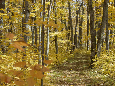 Woodland Trail