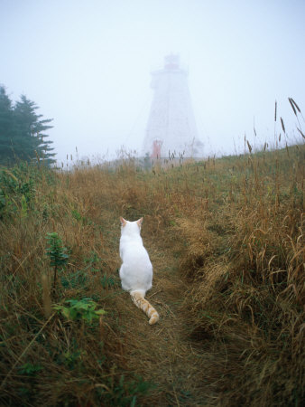 Buy A White Cat Sits Facing the Swallowtail Lighthouse in the Fog at AllPosters.com