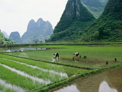Planting Rice with Limestone Karst Mountains in the Background Near Guilin