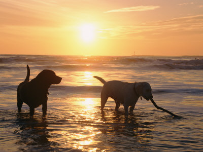 Buy Labrador Retrievers Play in the Water at Sunset at AllPosters.com
