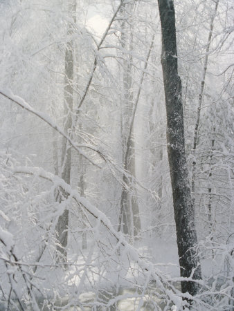 Buy Snow Paints Trees White in the Woods of New York at AllPosters.com