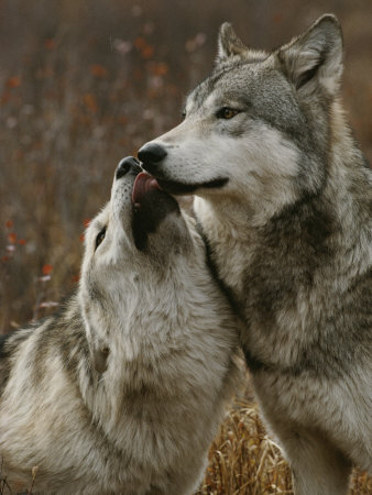 Buy Gray Wolf Submits to the Alpha at AllPosters.com
