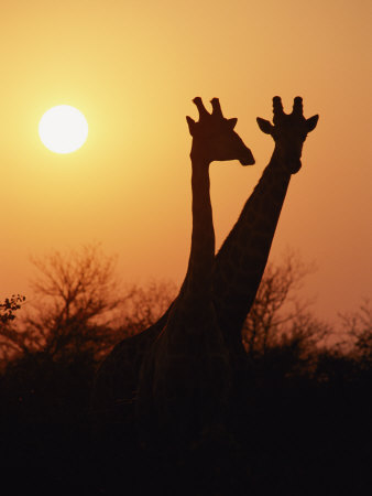 A Pair of Masai Giraffes are Silhouetted at Twilight