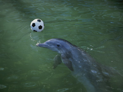 Buy A Bottlenose Dolphin Approaches a Soccer Ball at AllPosters.com