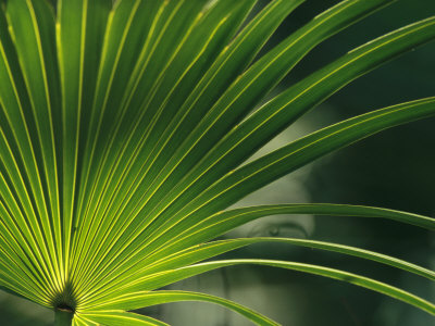 Buy Close View of a Palm Frond at AllPosters.com