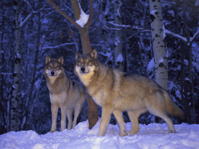 Gray Wolves in the New-Fallen Snow at the International Wolf Center