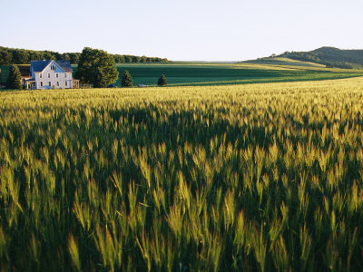 Buy Wheatfields Glowing in the Sun and a Farmhouse in the Distance at AllPosters.com