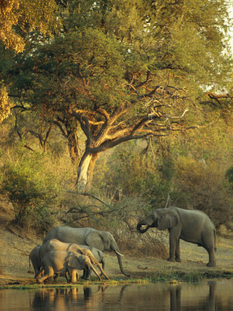 Buy African Elephants at a Water Hole at AllPosters.com