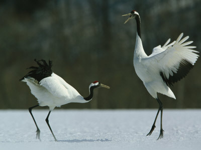 A Pair of Japanese or Red Crowned Cranes Engage in a Courtship Dance