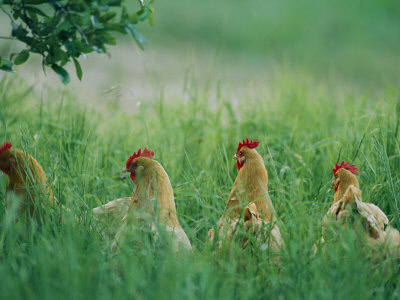 Four Buff Orpington Hens in Tall Grass