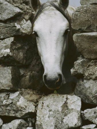 The Head of a White Connemara Pony Pokes Through a Gap in a Stone Wall