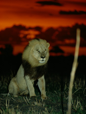 A Lion with Shining Eyes Looks into the Camera