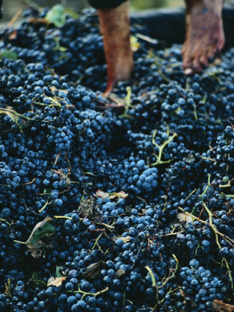 Stomping Grapes to Make Wine on a Collective Farm in Algeria